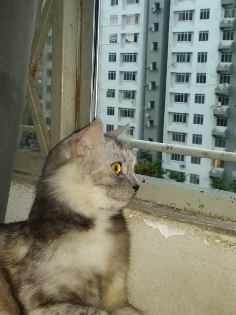 Tubby ( Read Description) - Calico + Persian Cat