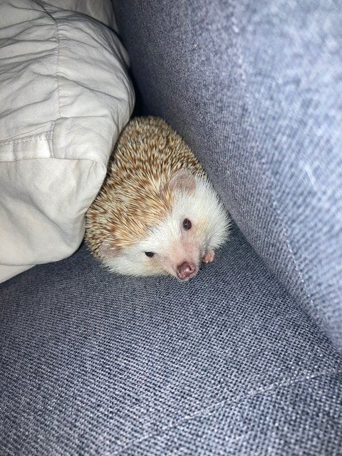 Cola - Hedgehog Small & Furry