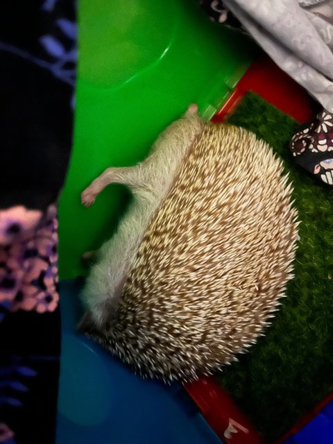 Cola - Hedgehog Small & Furry