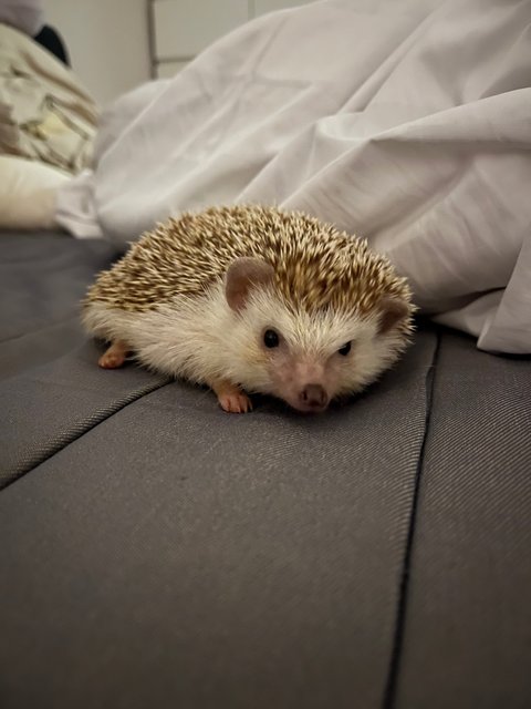 Cola - Hedgehog Small & Furry