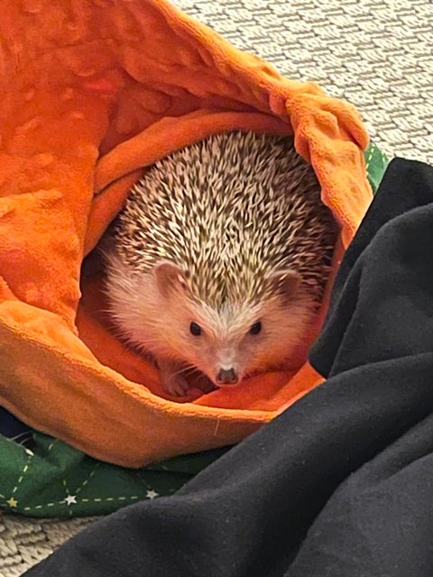 Cola - Hedgehog Small & Furry