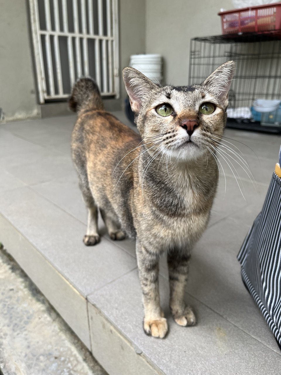 Walnut The Sweetest Girl - Domestic Short Hair Cat