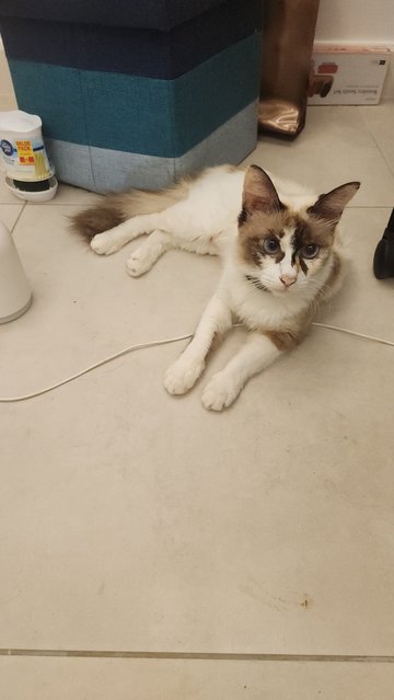 Kiki Snowshoe Ragdoll - Snowshoe + Ragdoll Cat