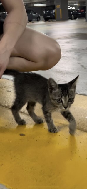 Sterling - Domestic Short Hair Cat