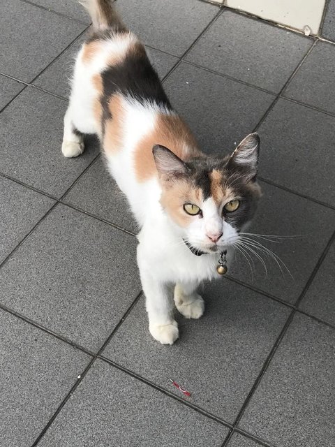 Calico - Calico + Domestic Medium Hair Cat