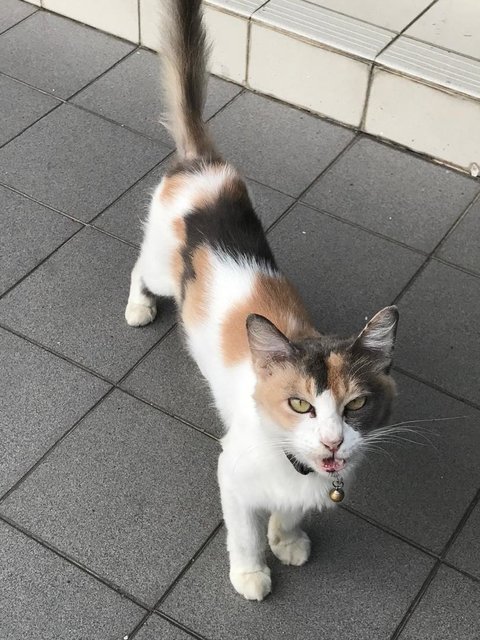 Calico - Calico + Domestic Medium Hair Cat