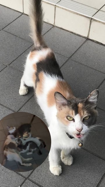 Calico Mixed - Domestic Medium Hair + Calico Cat