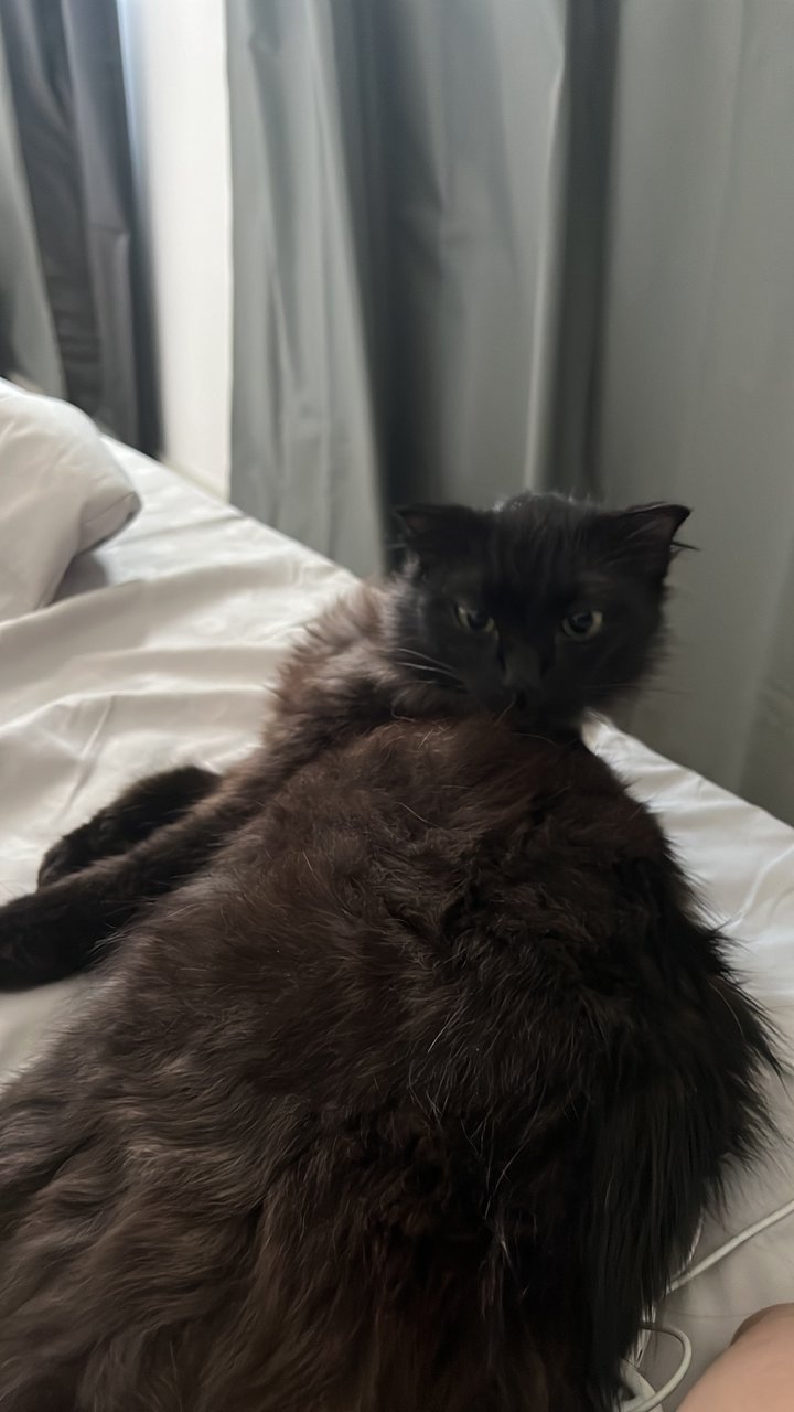 Becky - Persian + Domestic Long Hair Cat