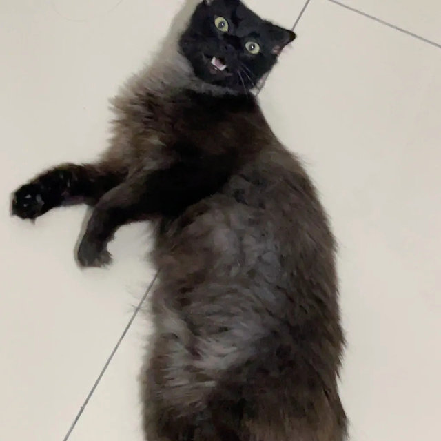 Becky - Persian + Domestic Long Hair Cat