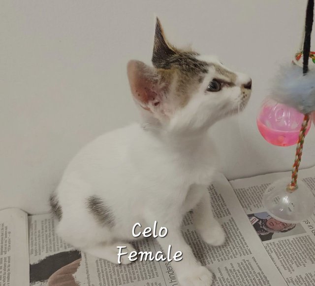 Celo And Teddy - Domestic Short Hair Cat