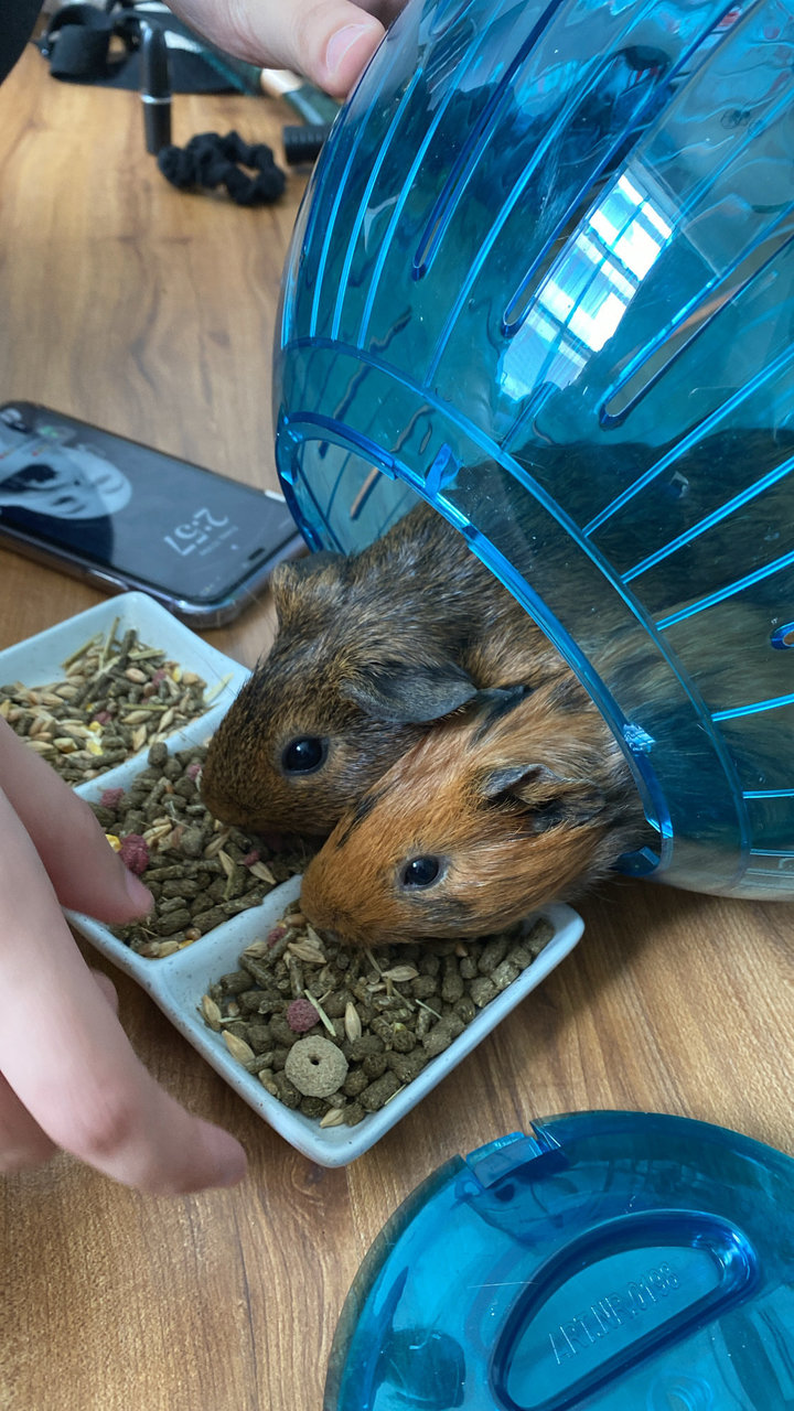 Chewie And Dodot - Guinea Pig Small & Furry