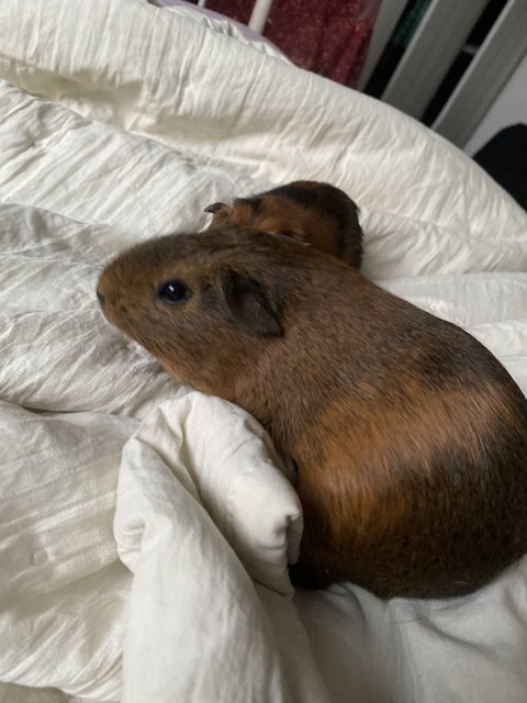 Chewie And Dodot - Guinea Pig Small & Furry