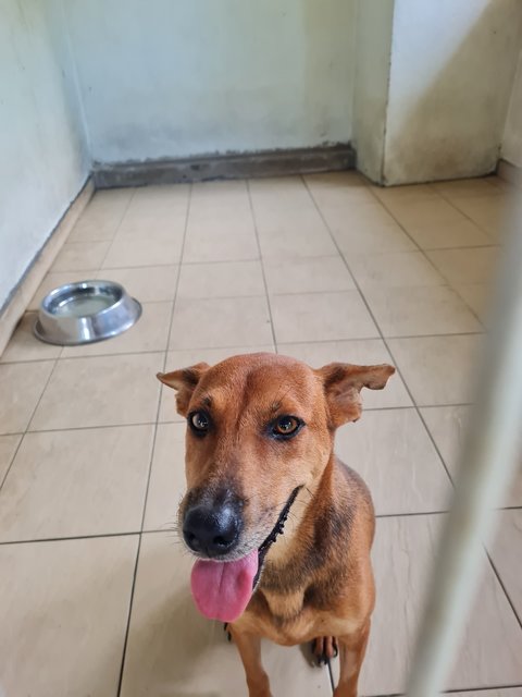 Brownie - Mixed Breed Dog