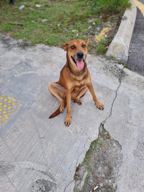 Brownie - Mixed Breed Dog