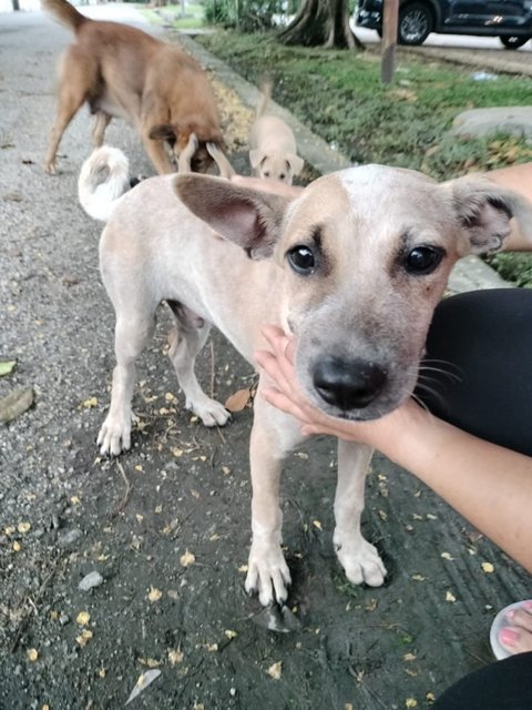 Magic - Mixed Breed Dog