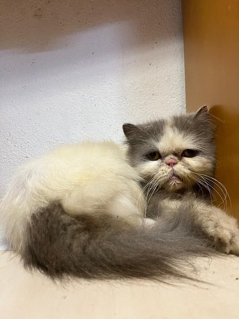 Elvi - Exotic Shorthair Cat