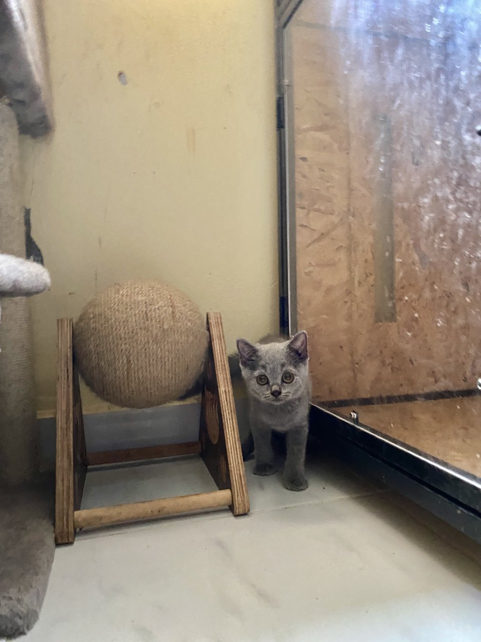 Blue - British Shorthair Cat