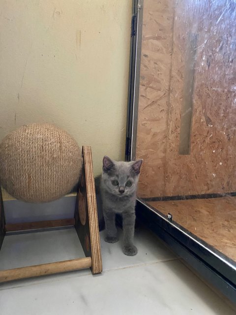 Blue - British Shorthair Cat