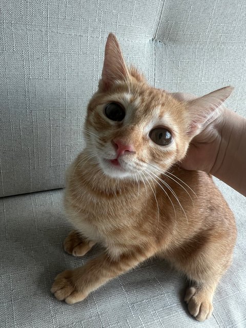 Orange Cat - Domestic Short Hair Cat