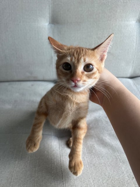 Orange Cat - Domestic Short Hair Cat