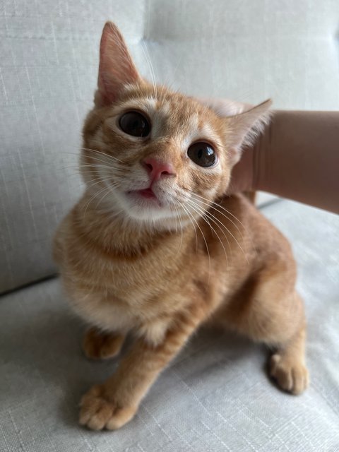 Orange Cat - Domestic Short Hair Cat