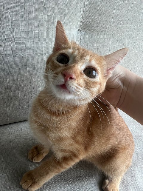 Orange Cat - Domestic Short Hair Cat