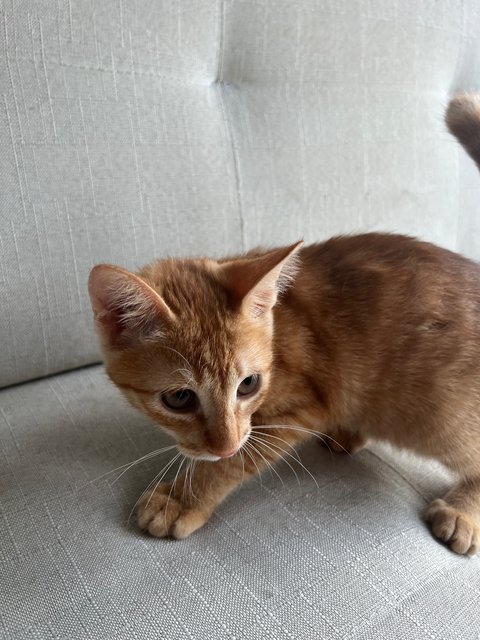 Orange Cat - Domestic Short Hair Cat