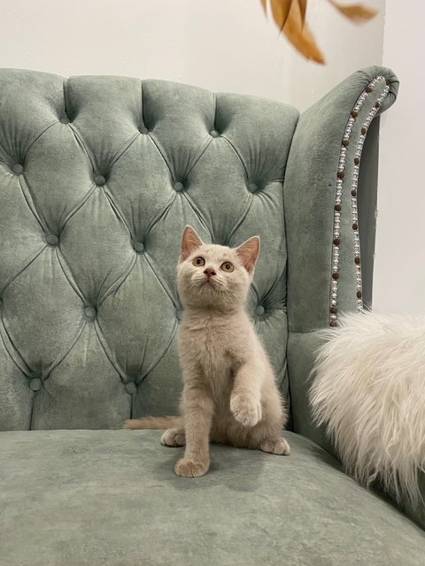 Leon - British Shorthair Cat