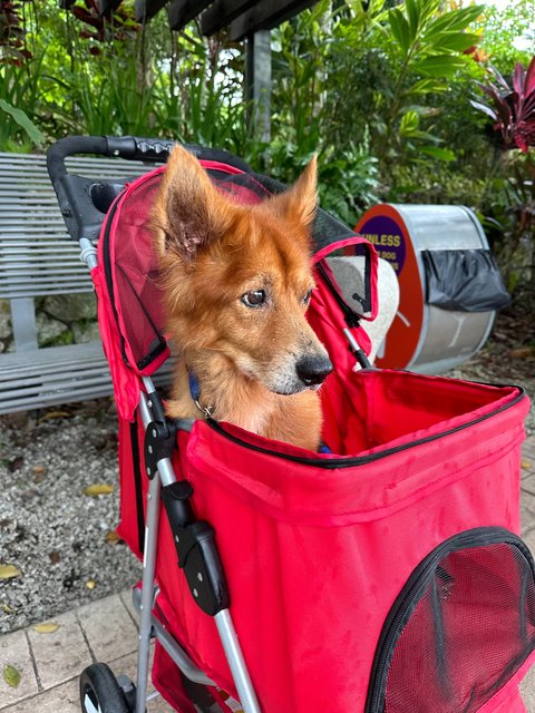 Brownie - Corgi + German Shepherd Dog Dog