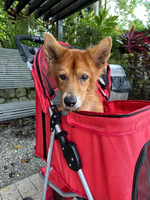 Brownie - Corgi + German Shepherd Dog Dog