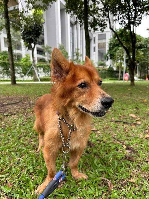 Brownie - Corgi + German Shepherd Dog Dog