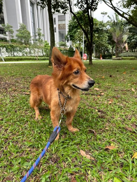 Brownie - Corgi + German Shepherd Dog Dog