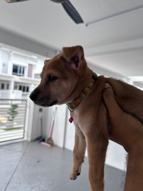 Bhairavi - Mixed Breed Dog