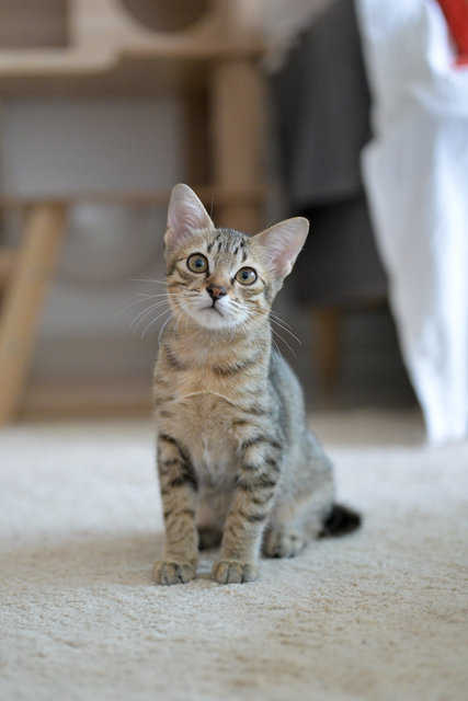 Roti Canai - Domestic Short Hair Cat