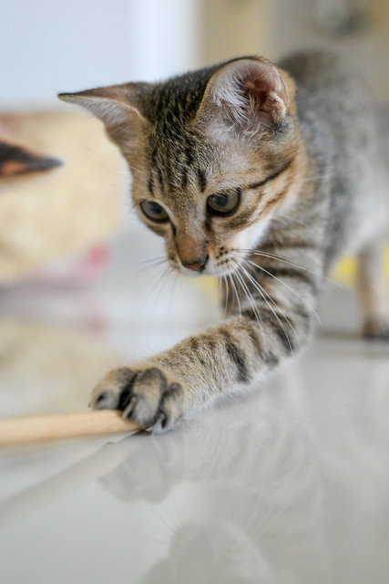 Roti Canai - Domestic Short Hair Cat