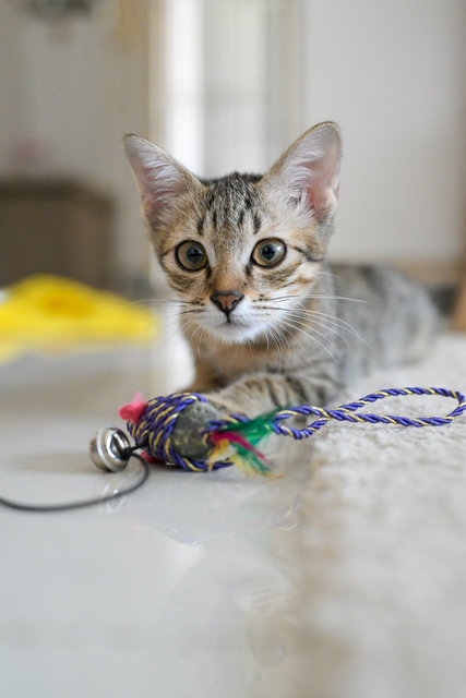 Roti Canai - Domestic Short Hair Cat