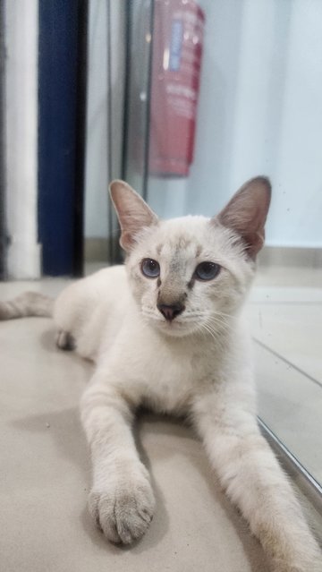 Owner Can Name - Siamese + Tabby Cat