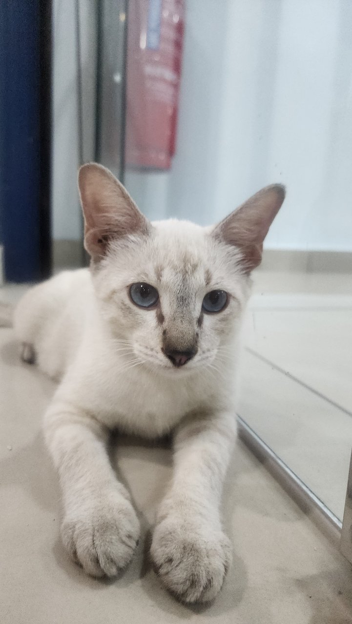 Owner Can Name - Siamese + Tabby Cat