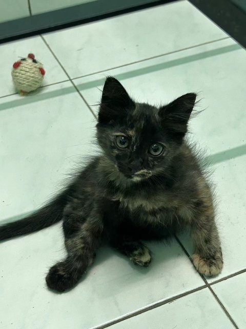 小玳瑁 - Domestic Medium Hair Cat