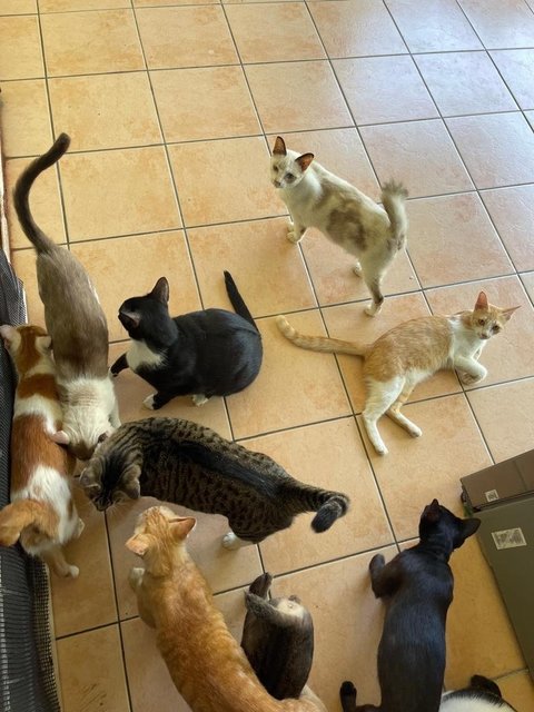 Ross, Oyenis, Titam, Whally,  Hagemaru - Domestic Short Hair Cat