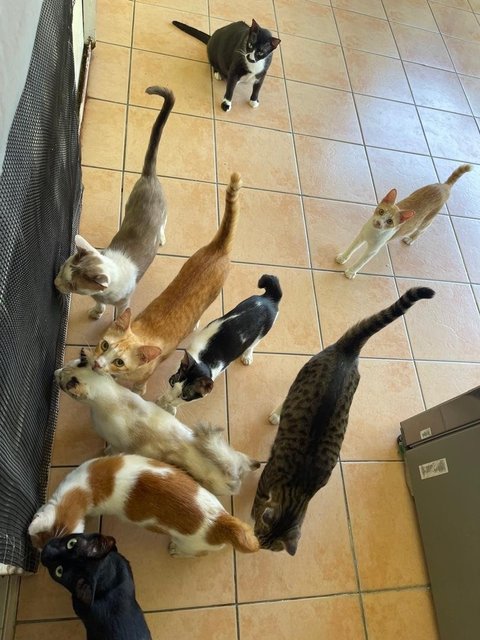 Ross, Oyenis, Titam, Whally,  Hagemaru - Domestic Short Hair Cat