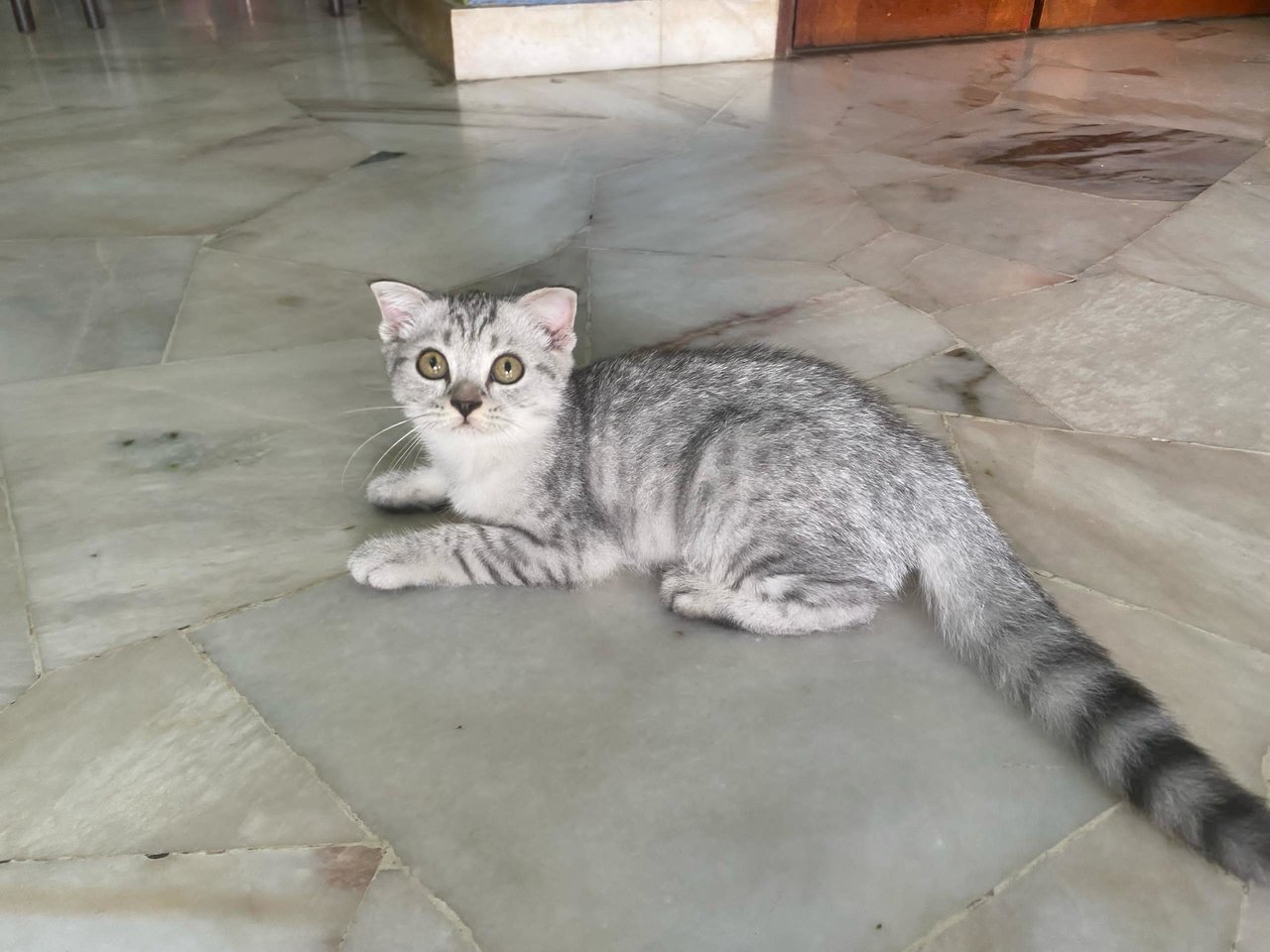 Caca - British Shorthair + Tabby Cat