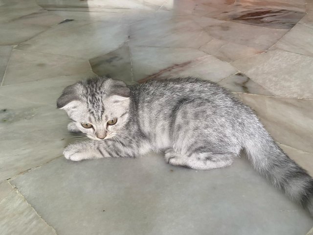 Caca - British Shorthair + Tabby Cat