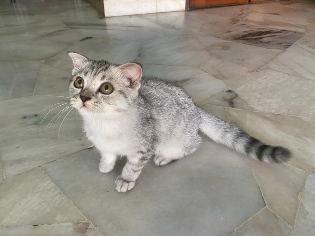 Caca - British Shorthair + Tabby Cat