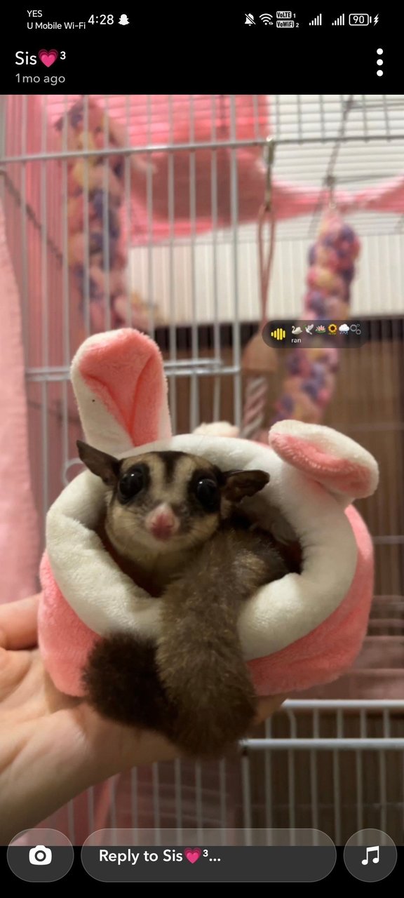 Sugar - Sugar Glider Small & Furry