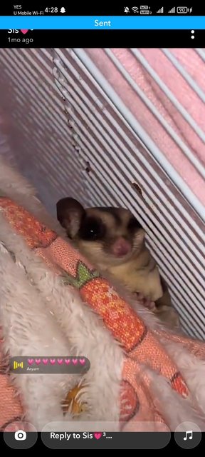 Sugar - Sugar Glider Small & Furry