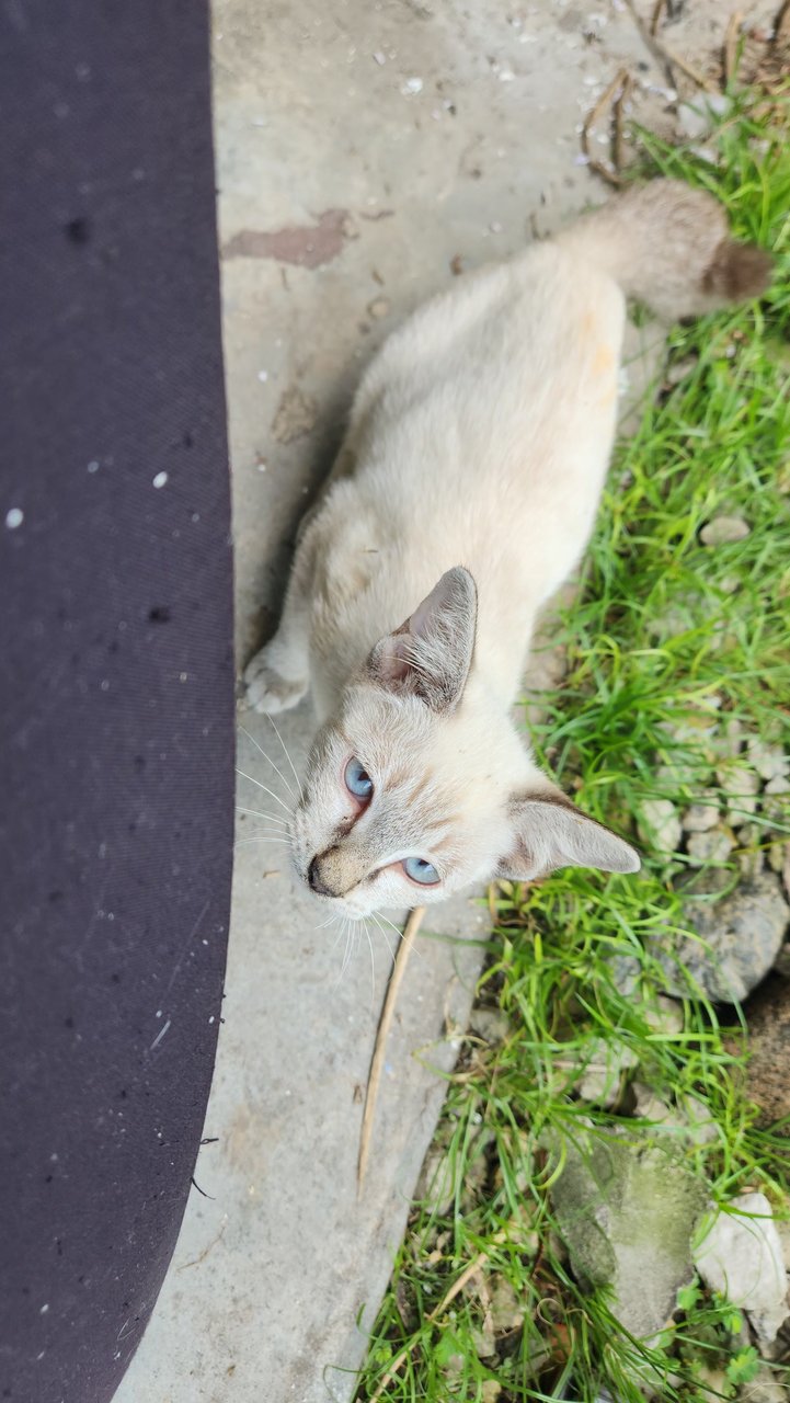 Tabby And Siamese Kitty - Tabby + Siamese Cat