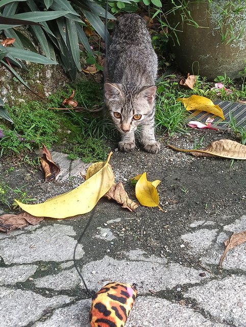 Jaguar - Silver + Domestic Short Hair Cat