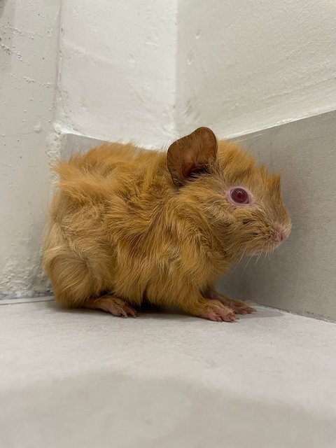 Gold Bear - Guinea Pig Small & Furry