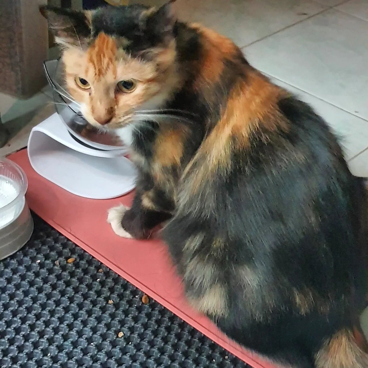 Teng - Domestic Medium Hair + Calico Cat